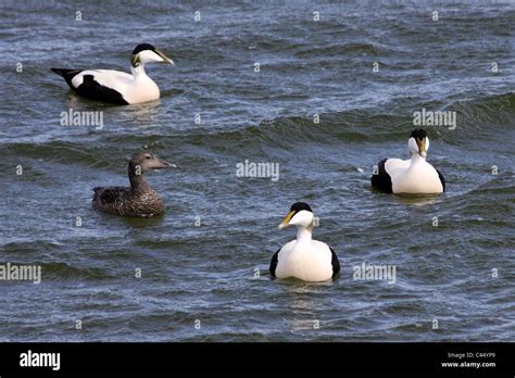 Walney island cumbria hi-res stock photography and images - Alamy