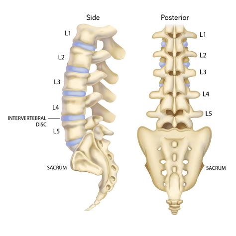 Thoracic And Lumbar Spine - All You Need To Know