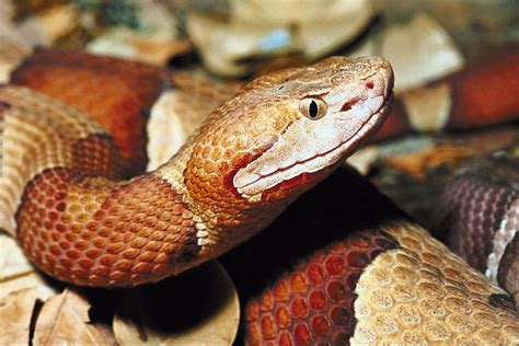 How to Keep Copperheads Away From Your Home | Poisonous snakes, Snake venom, Texas snakes