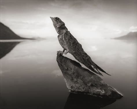 Unusual Pictures: "Calcified" Birds, Bats Found at African Lake