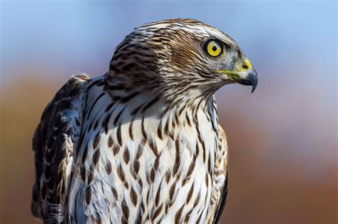 American Goshawk | Audubon Field Guide