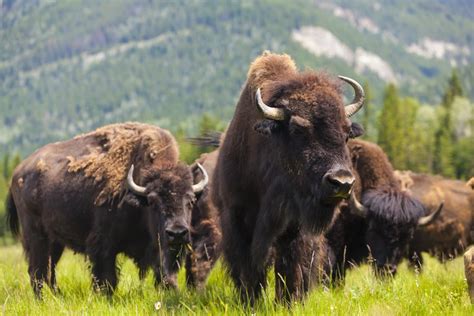 Yellowstone Bison Slaughter Fails Miserably, With Just 49 Killed - Newsweek