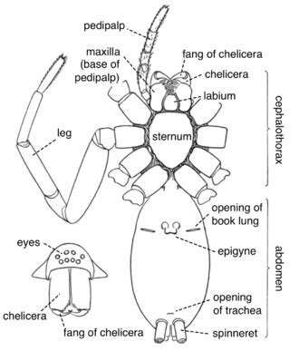 Arachnida Anatomy