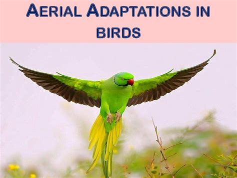 (PDF) Aerial adaptations in birds | Navodita George Maurice - Academia.edu