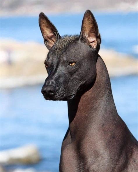 Xoloitzcuintle — one of the oldest breeds in the world, which is home to Mexico. And these dogs ...