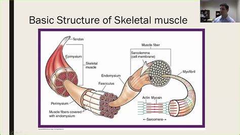 Skeletal muscle structure - YouTube