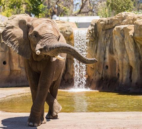 Just In Time For Summer, Fresno Chaffee Zoo Reopens Play Areas And Exhibits - FresYes!