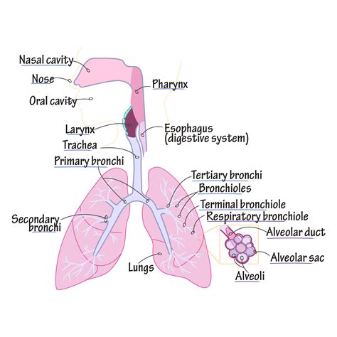 Respiratory System | Draw It to Know It | Respiratory system anatomy, Human anatomy and ...