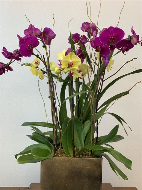 Orchids Photo Gallery — Wholesale Flowers, Floral Design, Orchids- Mina Flower Design