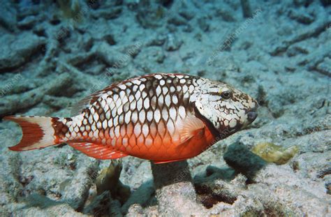 Stoplight parrotfish - Stock Image - Z605/1420 - Science Photo Library