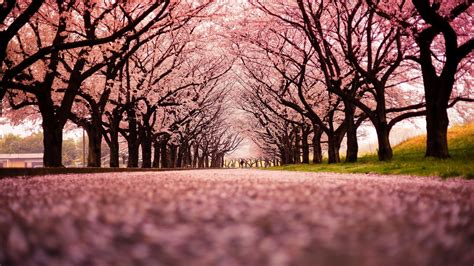 landscape, Cherry Blossom, Trees, Path, Nature Wallpapers HD ... | Cherry blossom wallpaper ...