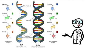 What Is The Name Given To Genetic Makeup Of An Organism | Makeupview.co