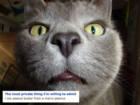 The Weirdest Cats You Might Run Into on OkCupid (17 pics) - Izismile.com