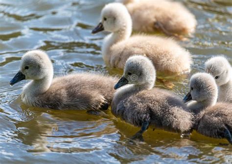 Two Week Old Mute Swan Babies Swimming Together With Their Parents On A Pond Stock Image - Image ...