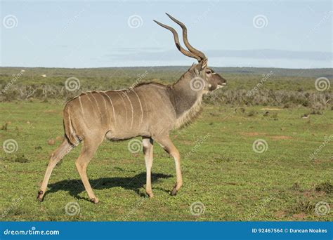 Male Kudu Antelope with Large Horns Stock Photo - Image of brown, head: 92467564