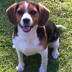 Beaglier Puppies for Sale from Reputable Dog Breeders