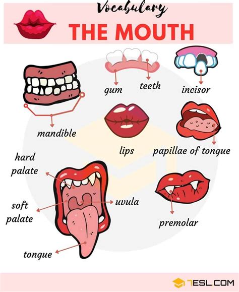 Types Of Mouth