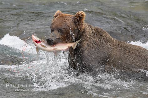 Brown Bear Photo, Stock Photograph of a Brown Bear, Ursus arctos, #17099, Phillip Colla Natural ...