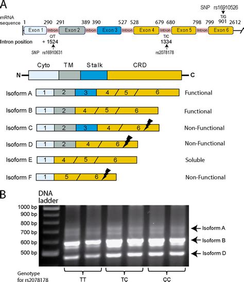 Genomic structure of Dectin-1, isoforms resulting from alternative ...