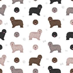 Bergamasco shepherd clipart different coat colors Vector Image