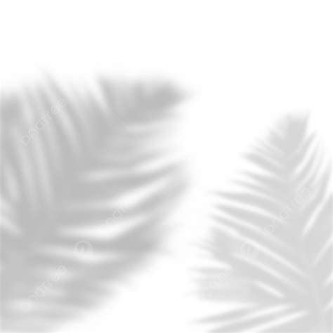 Tropical Palm Leaf Shadow Isolated Transparent Background, Palm Leaf, Shadow, Tropical PNG ...