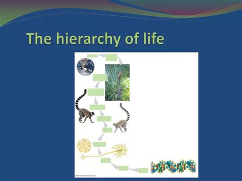 PPT - The hierarchy of life PowerPoint Presentation, free download - ID:1598661