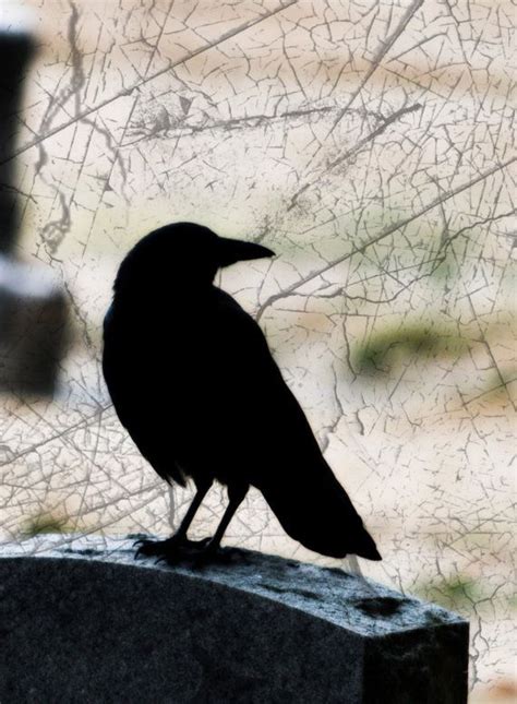 Gothic Crow Silhouette Cemetery Photograph by WhatILikePhotography | Crow silhouette, Crow ...