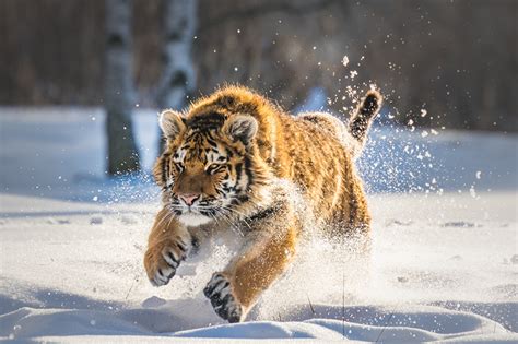 Fonds d'ecran Tigre Petits Neige Courir Animaux télécharger photo