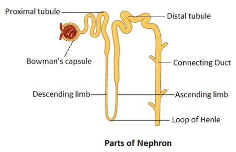 Loops of Henle occurs inA. CortexB. MedullaC. PelvisD. Ureter