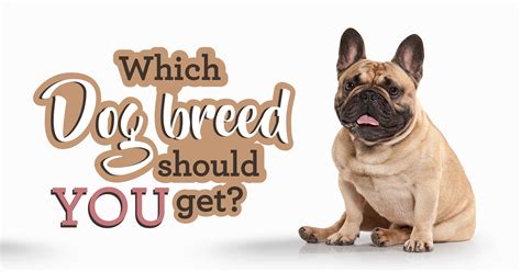 Dog Breed Selector: Which Dog Should I Get? - Quiz