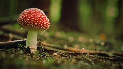 Amanita Mushroom Wallpapers - Wallpaper Cave