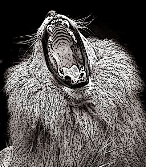 Roaring Black And White Lion Images - img-cahoots