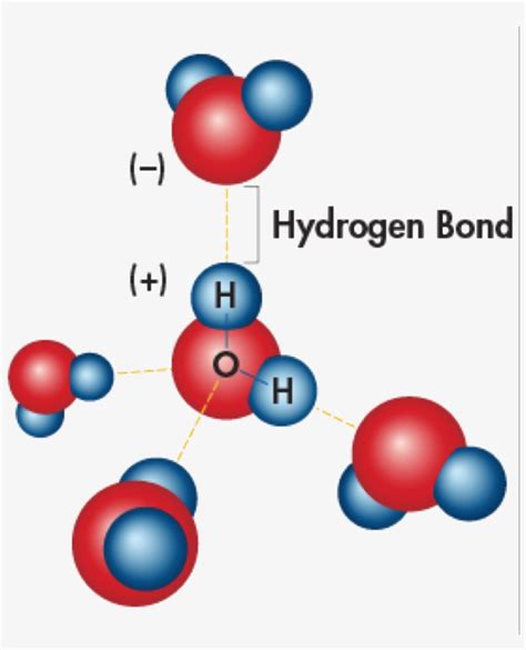 Hydrogen Bonding Is The Effect Of Water Molecules Attracted - 5 ...