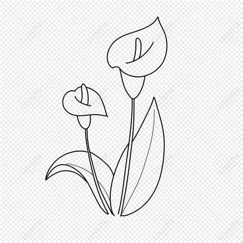 Calla Lily, Calla, Early Childhood Education, Doodle Stick Figure PNG Transparent Background And ...