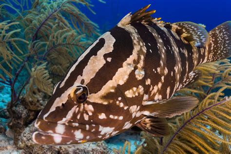 Endangered Species Act Lawsuit Launched Against Feds for Failing to Protect Nassau Grouper Habitat