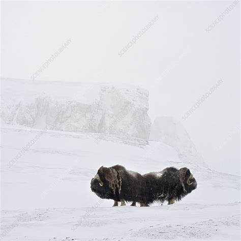 Musk ox two in habitat, Wrangel Island, Far Eastern Russia - Stock Image - C041/1446 - Science ...