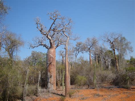 File:Spiny forest 2, Ifaty, Madagascar.jpg - Wikimedia Commons