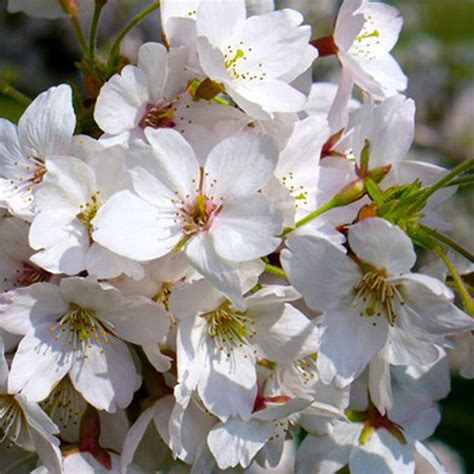 Prunus Avium