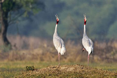 Sultanpur Bird Sanctuary Gurgaon -A Complete Birding Guide