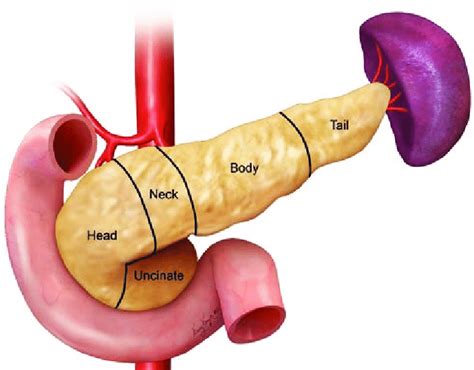 Pancreas Anatomy Uncinate