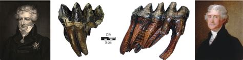 Fossil of the month: Mastodon teeth and jaw fragment