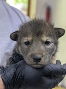 Endangered American Red Wolf Pups Make Their Debut At Reflection Riding ...