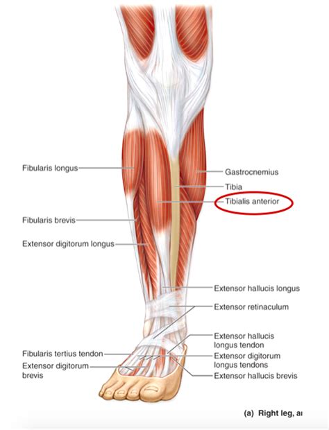 Crural Anatomy