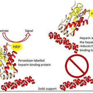 Basic principle of the competitive heparin ELISA | Download Scientific ...