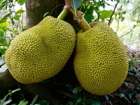 where to buy jackfruit in south africa - Mimi Blackburn