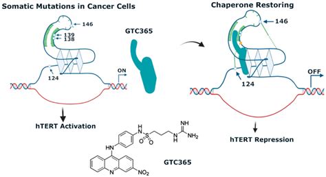 Pharmaceuticals | Free Full-Text | Major Achievements in the Design of Quadruplex-Interactive ...