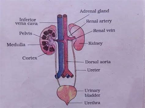 Urinary system diagram | How to draw labelled diagram of urin system | What is U… | Basic ...