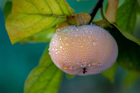 The Fuyugaki Persimmon Tree - Minneopa Orchards