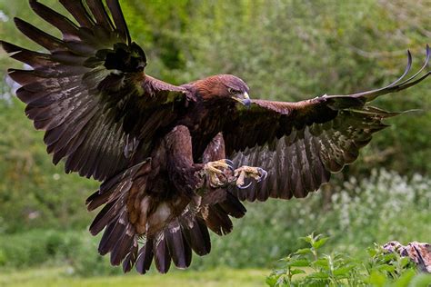 Golden Eagle Hunting Fish