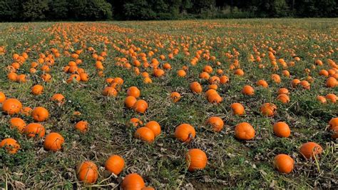 Pumpkin Farm - Matthews Family Christmas Tree Lot | Pumpkin field, Pumpkin patch, Vegetable farming